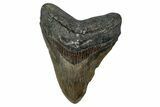 Serrated, Fossil Megalodon Tooth - North Carolina #355830-1